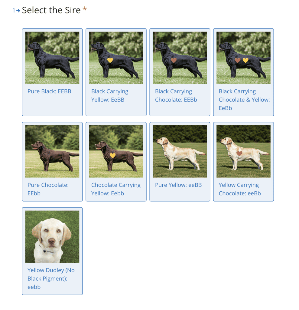 Labrador Retriever Coat Color Inheritance Calculator Punnett square